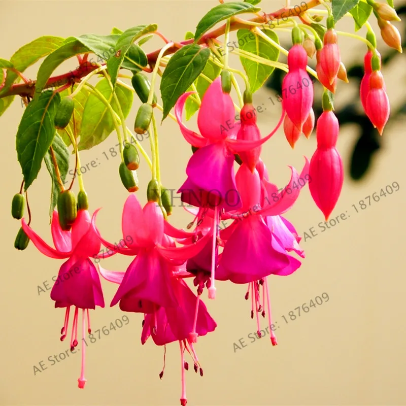 Большая распродажа! 100 шт фуксия Hybrida Hort растение, фонарь цветы, комнатный домашний сад бонсай Смешанные цвета - Цвет: 8