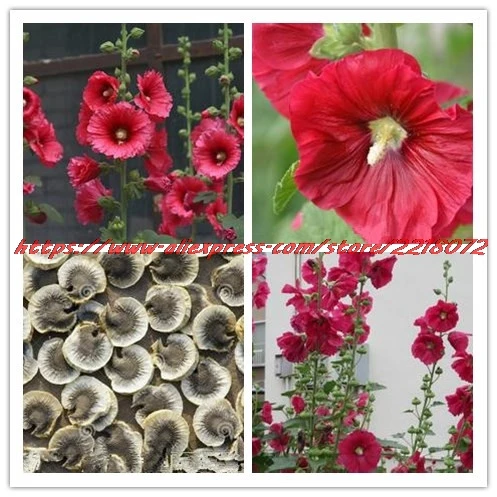 Aliexpress Flowers Garden Flower Seeds50seeds Bag Red Flowers Garden Flower Seeds50seeds Bag Red Color Hollyhock Country Mixed Alcea Rosea Seeds Gr