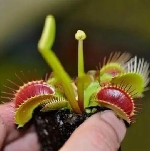 

100pcs Potted Insectivorous Dionaea Muscipula Giant Clip Flytrap bonsai Carnivorous Plants Free Shipping