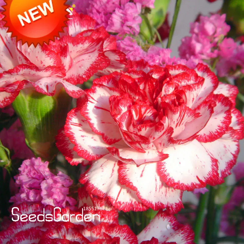 

Big Sale!200 plantas/pack Red Dot&Red Edge Carnation bonsai Potted Courtyard Garden Plants Dianthus Caryophyllus Flower flores,#