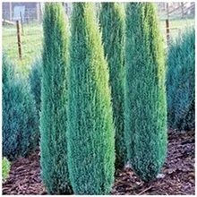 50pcs Cypress Trees bonsai Perennial Courtyard Conifer Bonsai bonsai Natural Growth For DIY Home&Garden Planting
