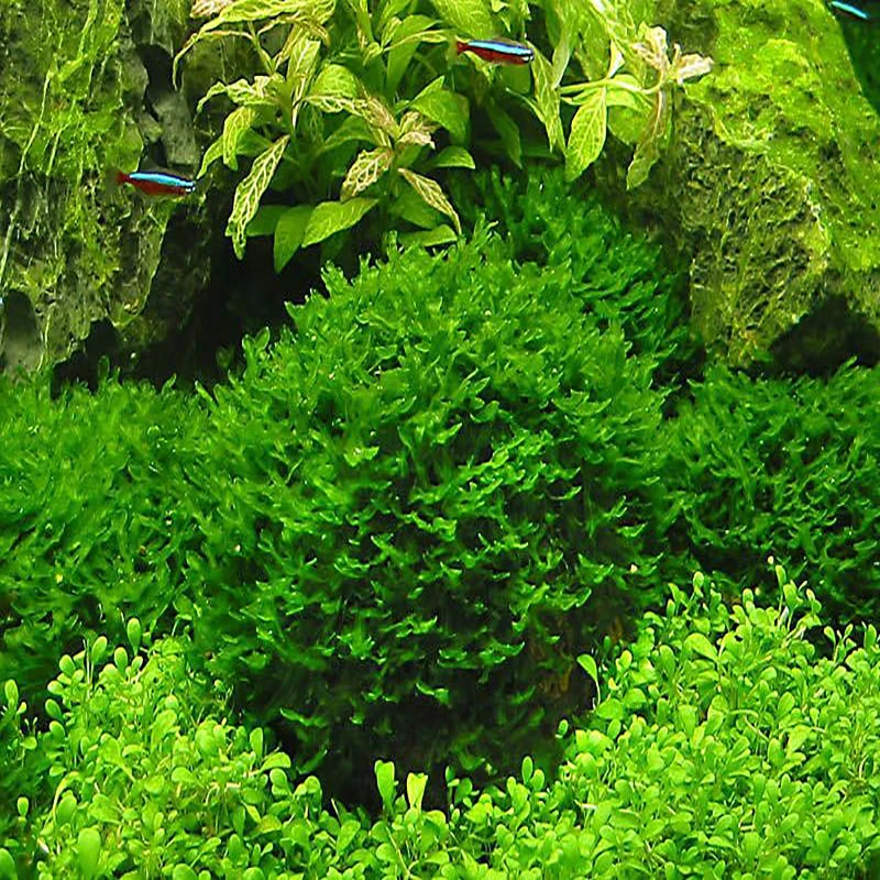 

Hot Pellia For Live Fish Moss Fern Aquarium Plant Java Fish Tank Aquatic Landscape Decoration Ornament 1000 Pcs/bag