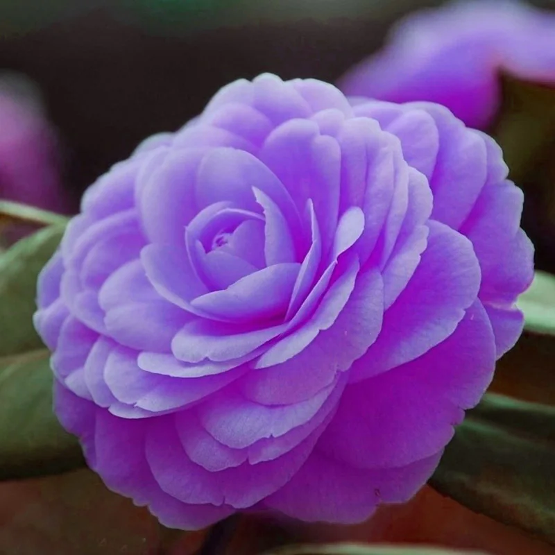 

Rare Purple Camellia Potted Garden Flower Potted Ornamental Plants Japanese Camellia 100pcs