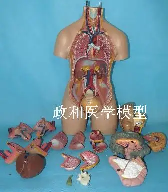 19 деталей модель torso 55 см анатомии человеческого тела сердца мозга|brain model|human