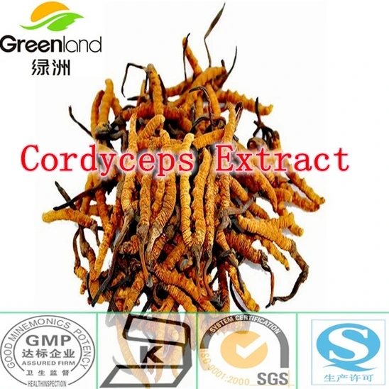

Hot sale! 1Bottles Cordyceps-Extract 30%Polysacharride 500mg x 90caps free shipping