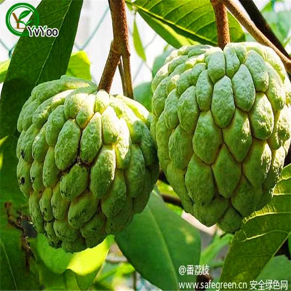 Online Buy Wholesale sugar apple from China sugar apple Wholesalers