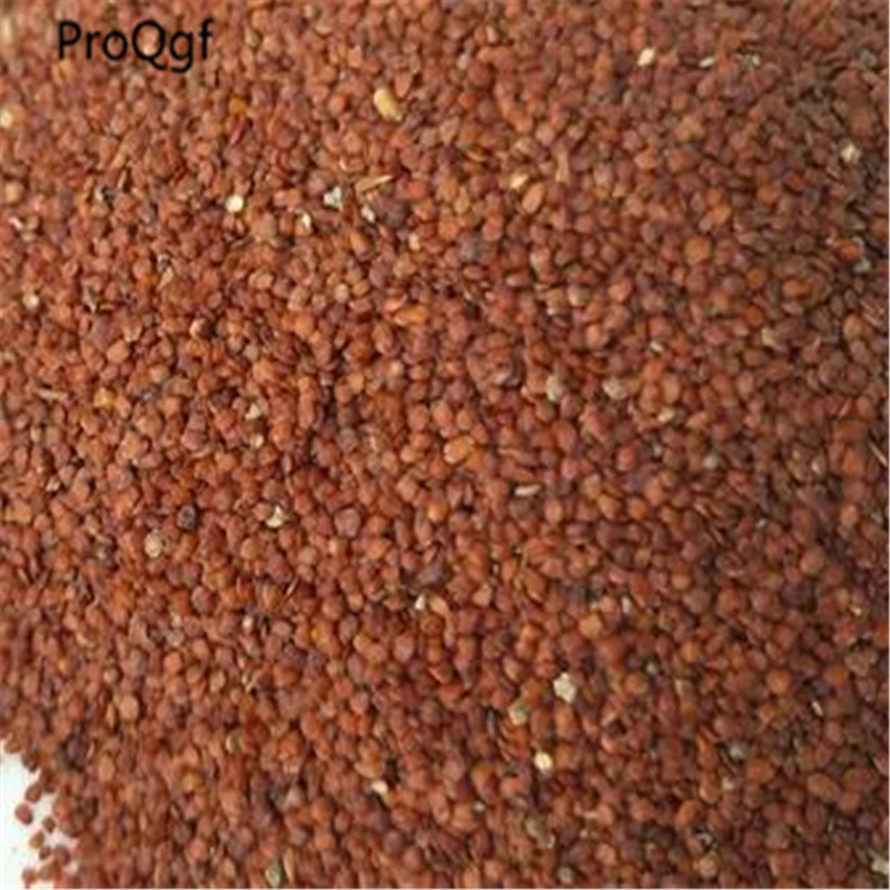 

500Pcs A Set Hygrophila salicifolia