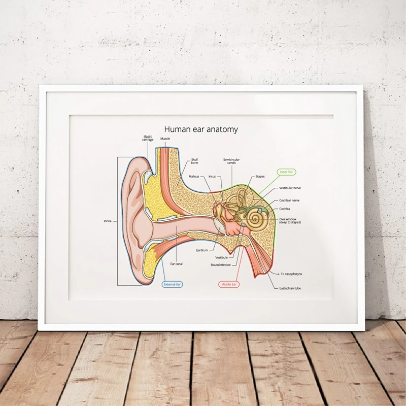 Ear anatomy prints