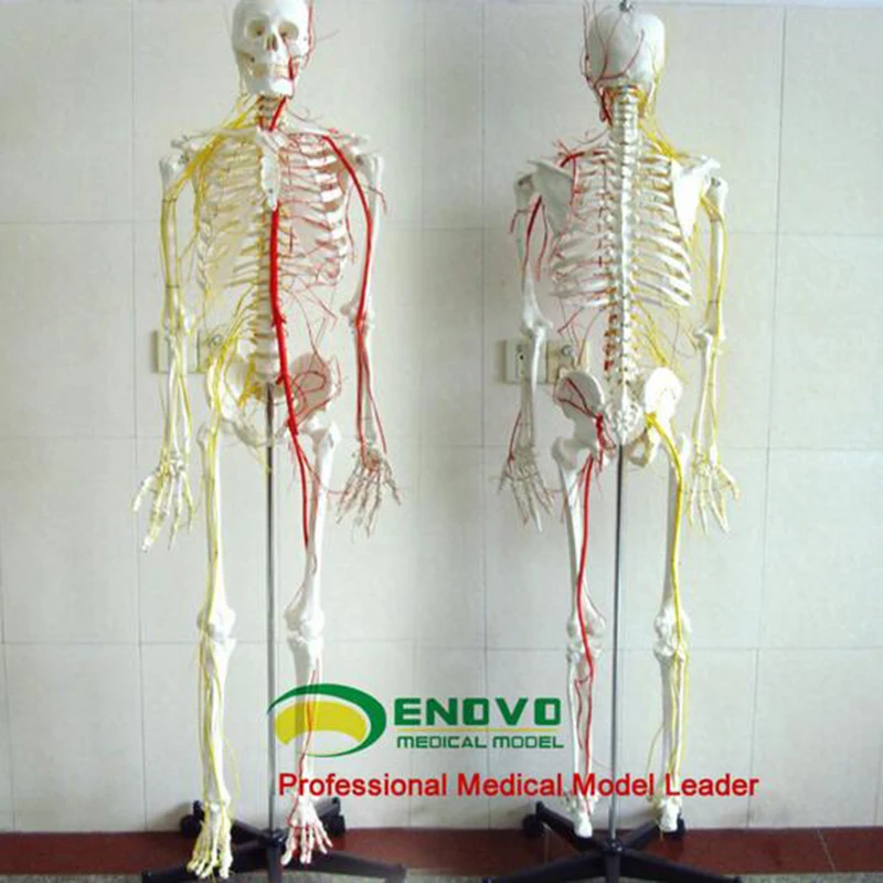 Life Size Medical Anatomical Human Skeleton Model Physical Therapist Office