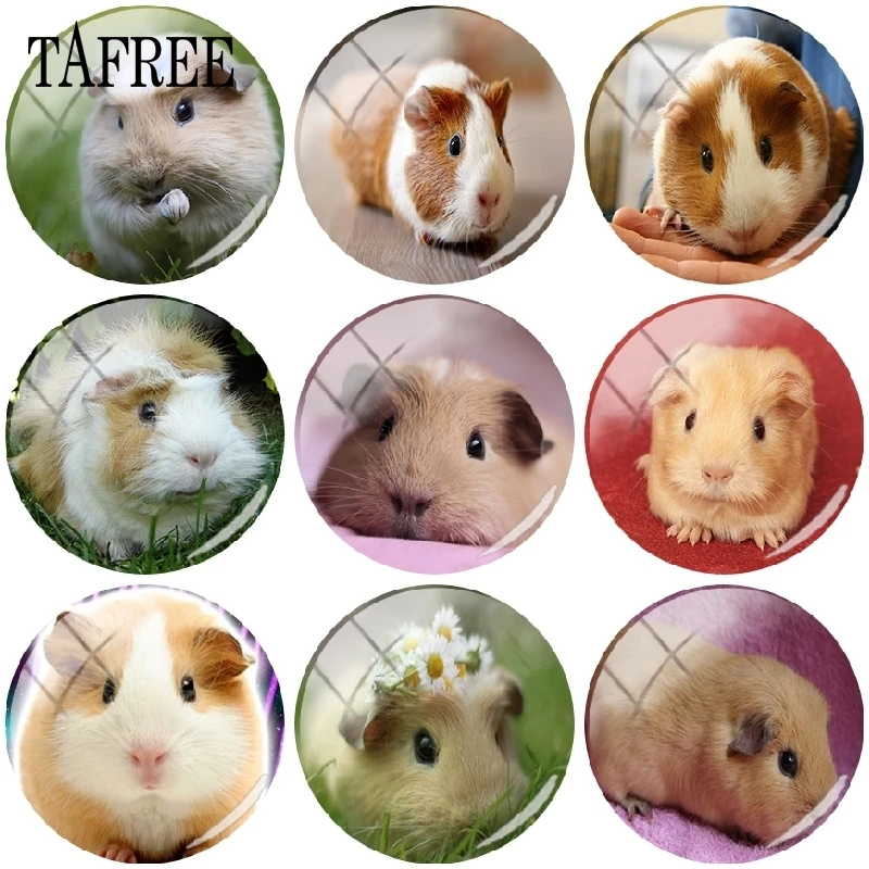 TAFREE прекрасный Guinea Pig искусстве 25 мм стеклянные кабошоны Круглый DIY ручной работы Круглое Стеклянное изображение крышка кулон кулоны в