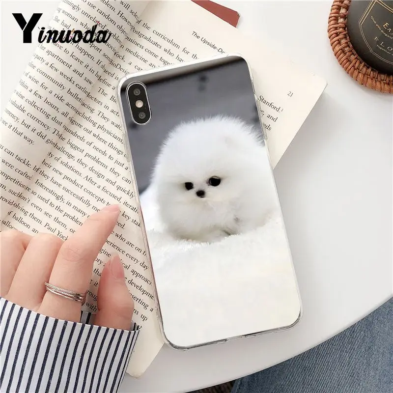 Dog Pomeranian