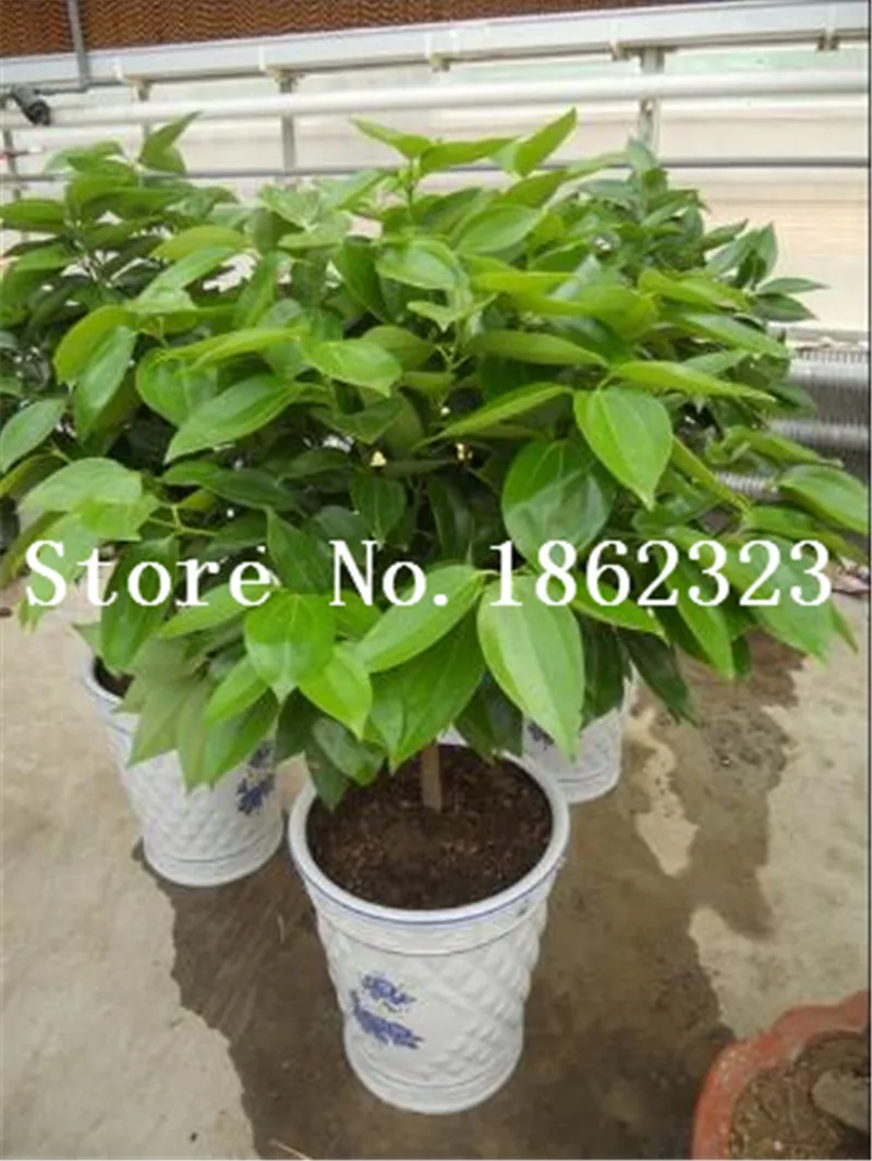 20 Pcs Giant Cinnamon Tree Bonsai Outdoor Evergreen Fragrant Plant