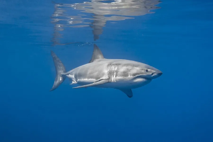 Download 6100 Gambar Hewan Ikan Hiu Terbaik Gratis