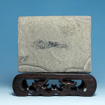 

Fidelity! Boutique shrimp fossil paleontology fossils are clear and complete original stone specimens 02 Gift Collection
