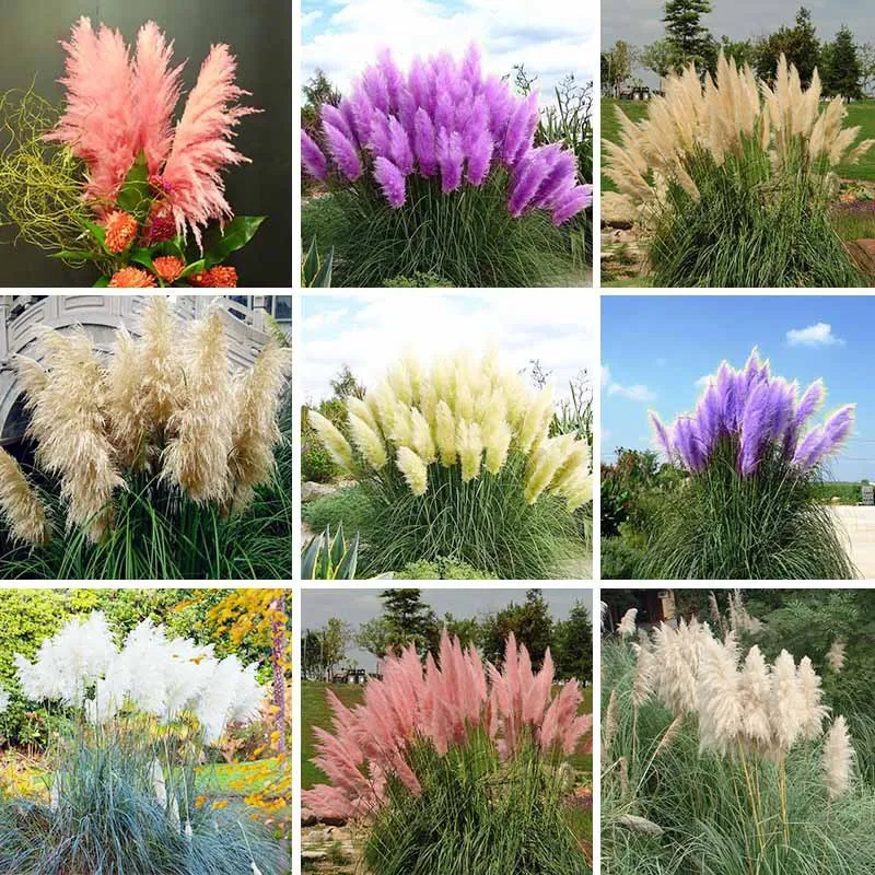

ZLKING 100 PCS Pampas Grass Cortaderia Beautiful DIY Home Garden Bonsai Plant Germination (Pink Yellow White Purple)