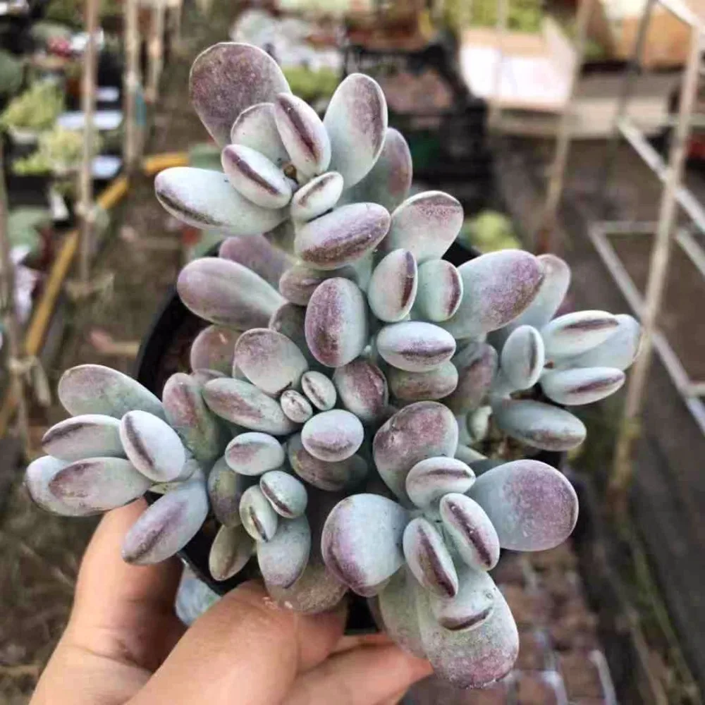 

A cluster of live succulent " Cotyledon orbiculata cv" Succulent Cuttings Different live plants real plant FREE SHIPPING
