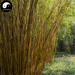 Купить Шелковый бамбуковое дерево Semente 60 шт. завод Bambusa мультиплекс для Qin Si бамбук