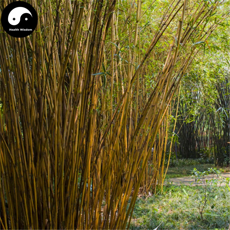 

Buy Silk Bamboo Tree Semente 60pcs Plant Bambusa Multiplex For Qin Si Bamboo