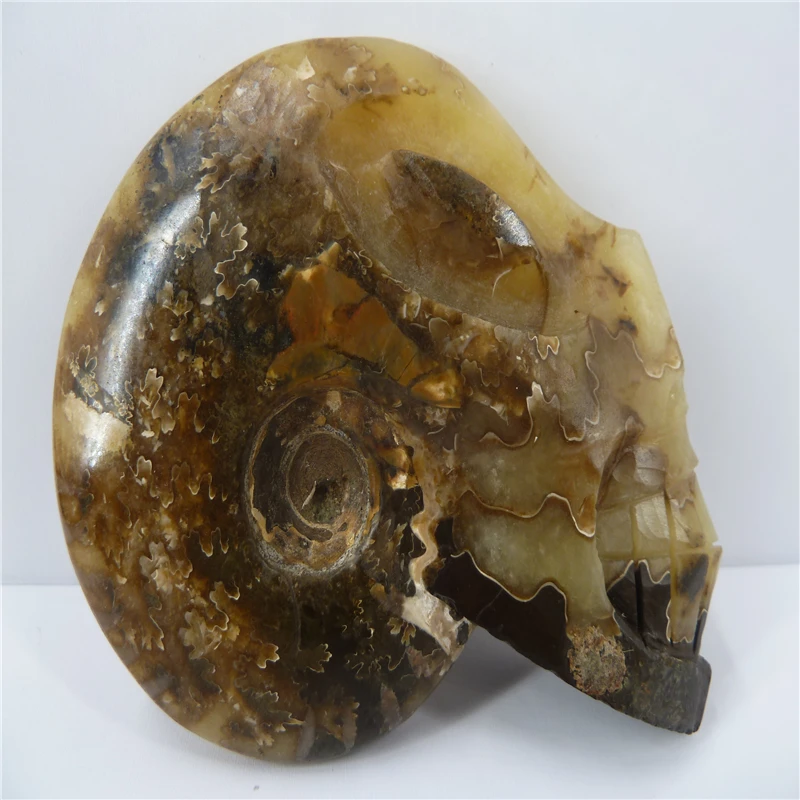 

NATURAL Conch fossil Crystal carved skull HEALING T452