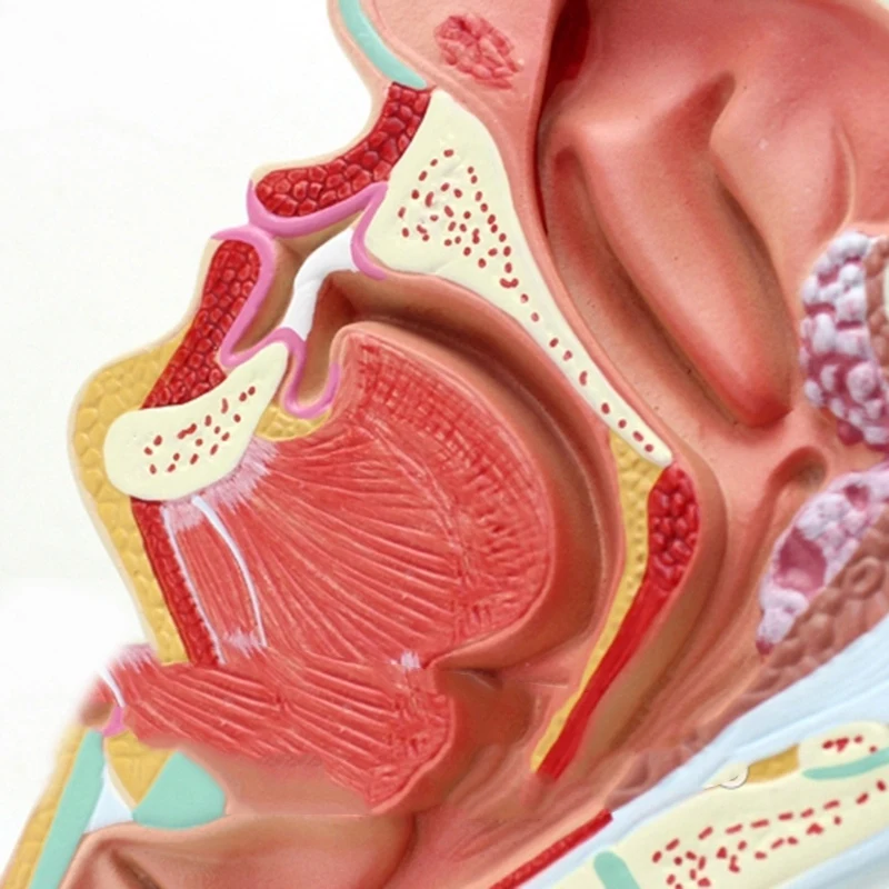  Human Anatomical Nasal Cavity Throat Anatomy Medical Model For Science Classroom Study Display Teac - 33045998180