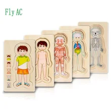 3D Детские деревянные развивающие игрушки человеческое тело головоломка мальчики девочки структура тела детские игрушки