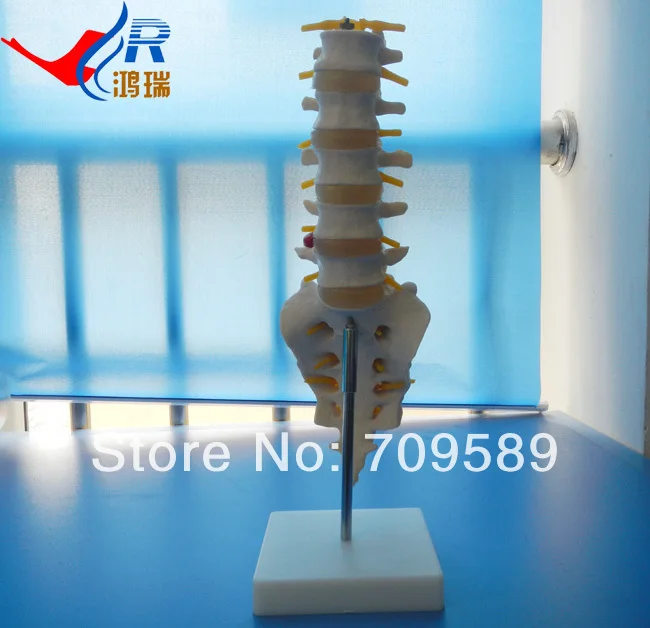 

Plastic Lumbar Vertebrae and caudal vertebra Model