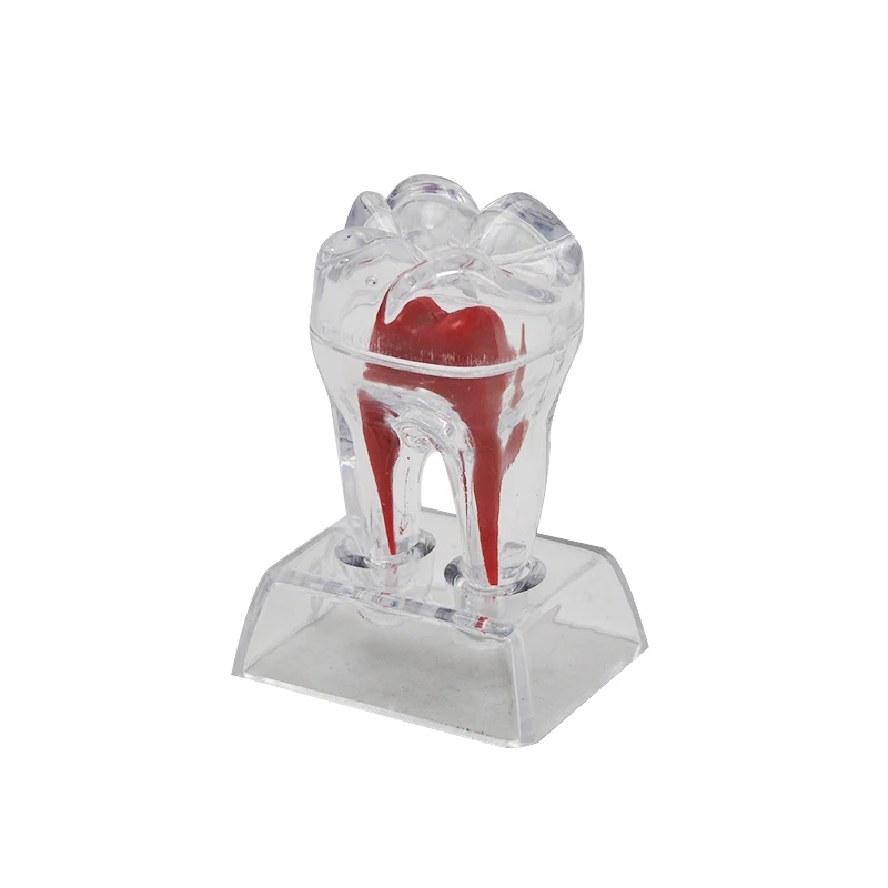  2016 NEW Arrival Dental Crystal Base Hard Plastic Teeth Tooth Molar Model Fit for Smile 