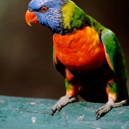 Australia Queensland Perkici Pelangi Burung Cetak Poster Oleh Cindy Miller Hopkins 17x26 Plak Tanda Tanda Aliexpress