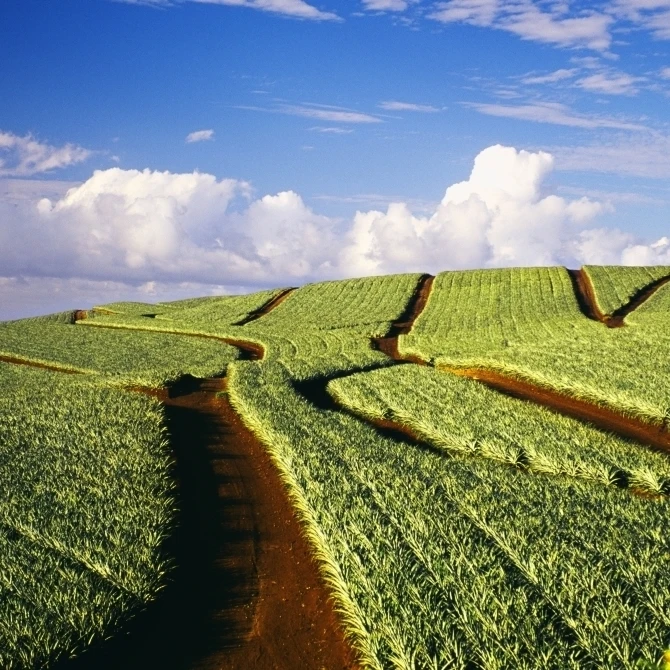 Hawaii  Maui  Pukalani  Pineapple Fields Stretch Out To The Horizon Poster Print (38 x 24)