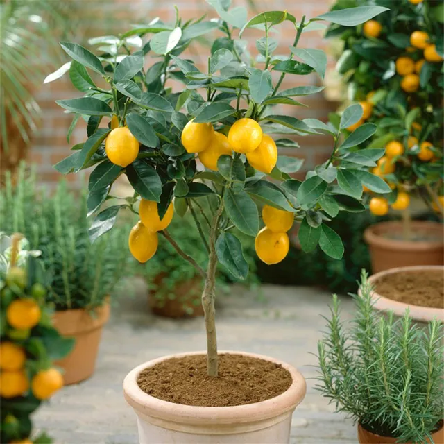 Buy 20seeds Four Seasons potted Lemon tree seeds