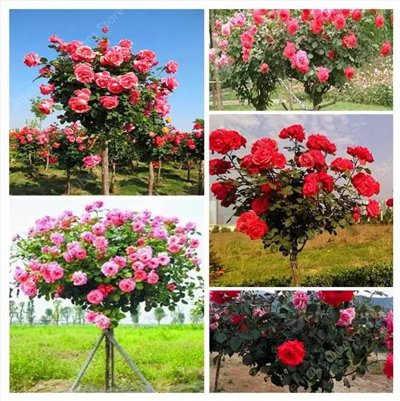 

100 Pcs Bonsai Multi-Color Rose Tree Bonsai Blooming Outdoor Potted Flore Vary Colors Selection Garden Climbing Plants