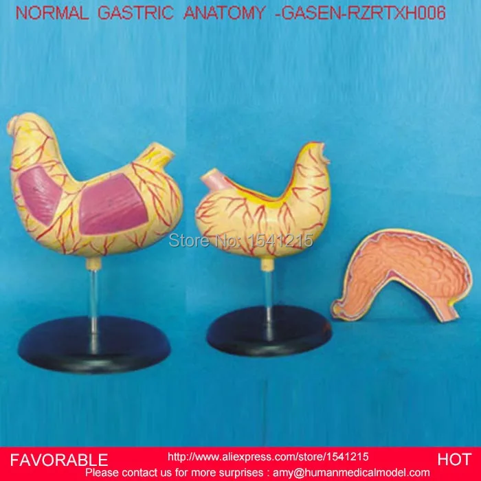 

HUMAN STOMACH MODEL, STOMACH AND SECTION MODEL,ANATOMICAL ANATOMY STOMACH MEDICAL MODEL DIGESTIVE SYSTEM ORGAN-GASEN-RZRTXH006