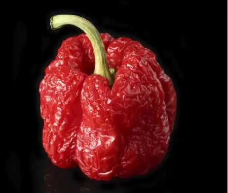 Super Hot 100% GENUINE 200PCS Red Fresh Carolina Reaper Chilli Pepper bonsais Super Hot 100% GENUINE 200PCS Red Fresh Carolina Reaper Chilli Pepper bonsais