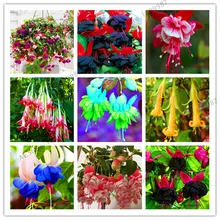 Распродажа! фиолетовые двойные лепестки фуксия Флорес бонсай цветочные растения в горшках комнатные растения цветы для украшения дома и сада