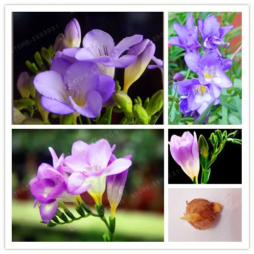 

2 Bulbs True Freesia Bulbs Indoor Potted Flowers Orchids,Floral Quiet Home Garden Plant Flower Bulbs (Bonsai) Rare Flower