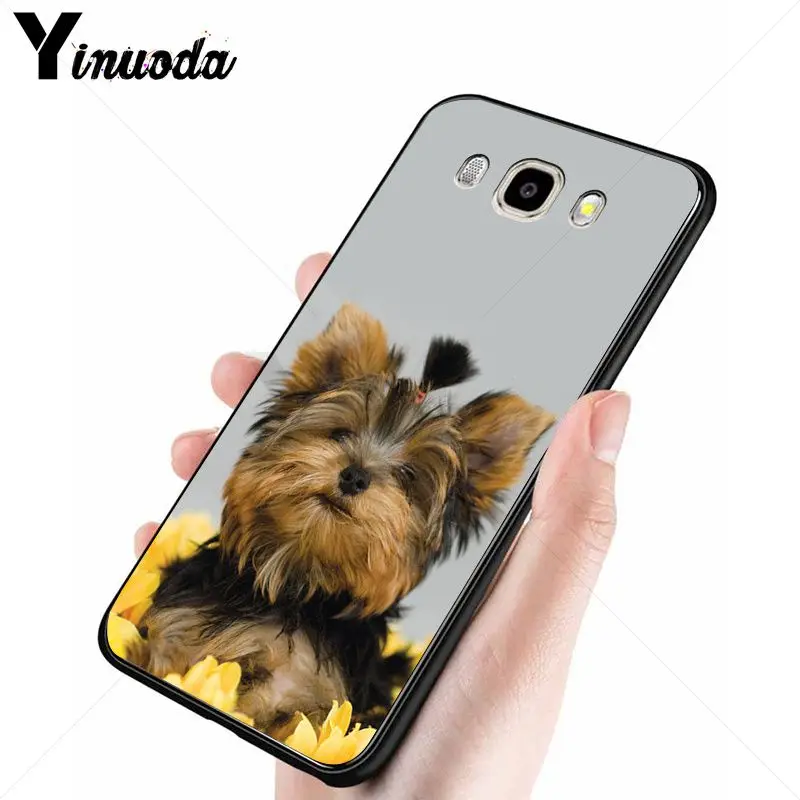 yorkshire terrier dog puppy 