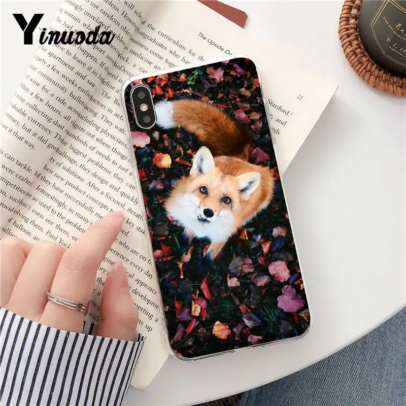 fox is sleeping