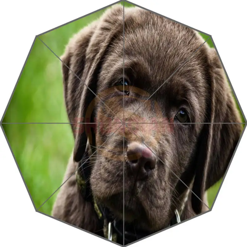 Заказной границы Collies черное изображение щенка Авто складной зонтик - Цвет: Зеленый