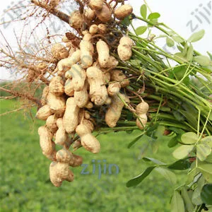 

10pcs/pack bonsai Peanuts,Chinese Characteristics Plants particles Non-GMO grain crops Edible food for Farm
