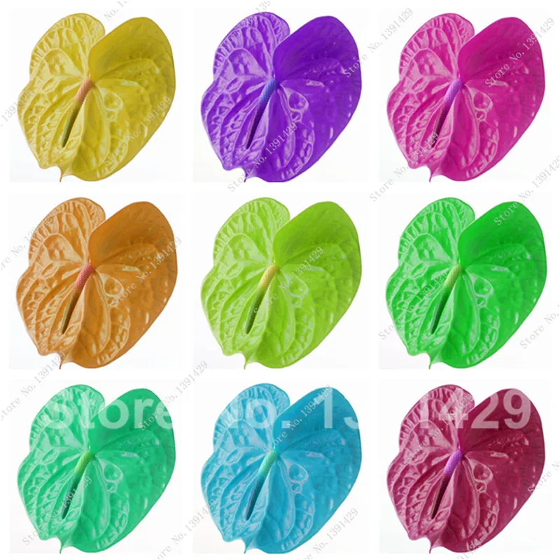 

Rare Flower Anthurium Leaf Bonsai Balcony Potted Plant Colorful Anthurium Flower Bonsai For Diy Home Garden Easy To Grow 50 Pcs