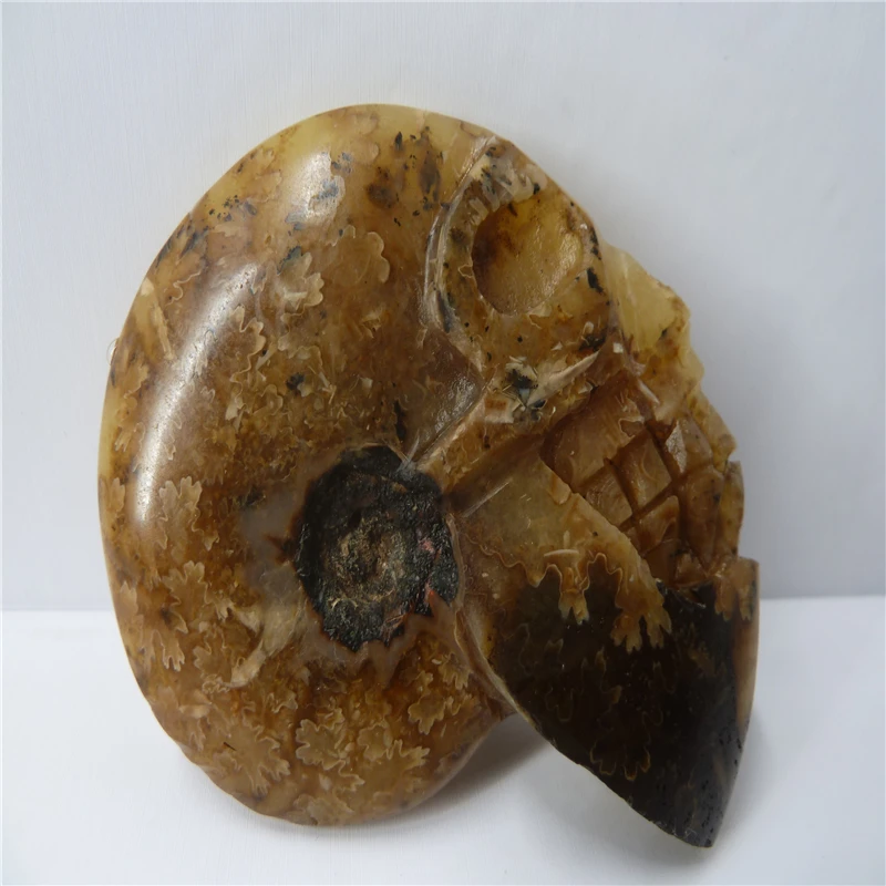 

NATURAL Conch fossil Crystal carved skull HEALING T434