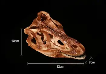 

High precision resin partition model Resin arts and crafts exhibition Model dinosaur Skull head crafts statue home decoration