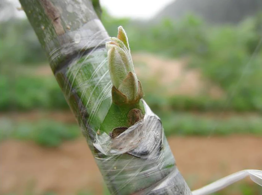 TB2vFGWxstnpuFjSZFvXXbcTpXa_!!410136993