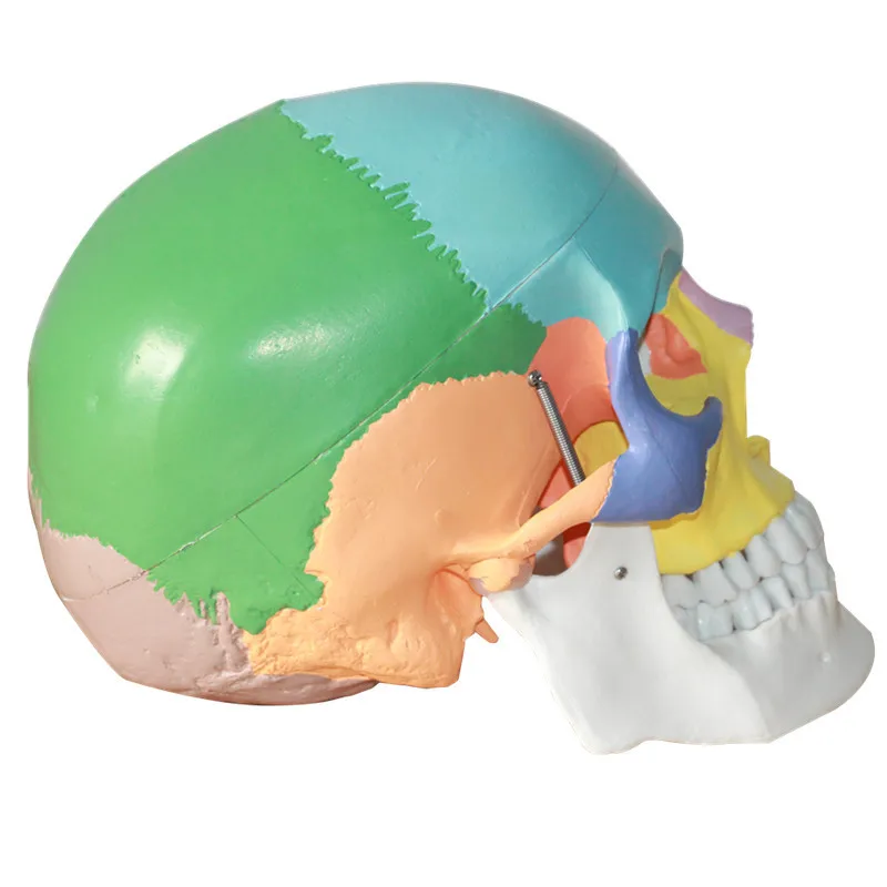 1:1 в натуральную величину цвет головы модель натуральный человеческий череп взрослый голова анатомия модель медицинский человеческий череп для изучения анатомии мозга модель