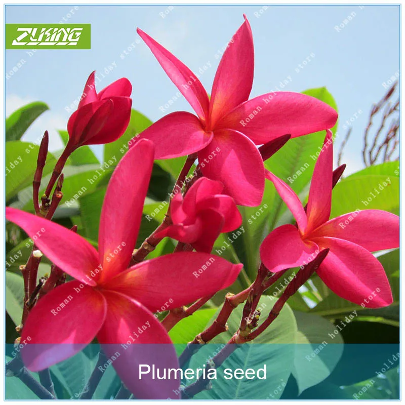 

ZLKING 20pcs Plumeria Flower Bonsai Plants For Home Garden Evergreen Flowers Plants Exotic Flowering Plants