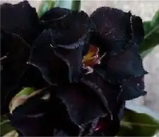 

50PCS Fresh Real " Black-Swamp " Adenium Obesum Semillas - Bonsai Desert Rose Flower Plant sementes 25Kinds
