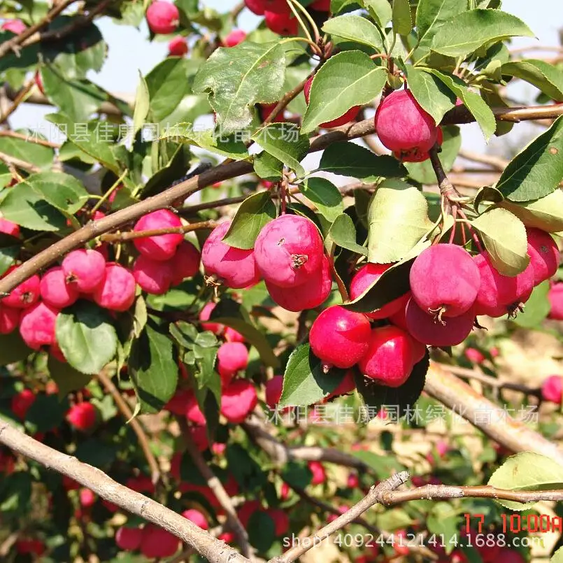 

tree bonsai plant Huailai Malus Begonia Red Sea plant germination rate real locations 200g / Pack