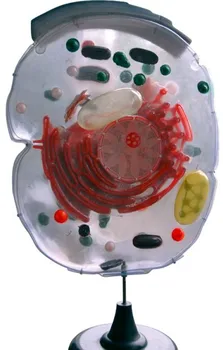 

Plant cells sub-microstructure model biological experiment teaching instrument cell structure model