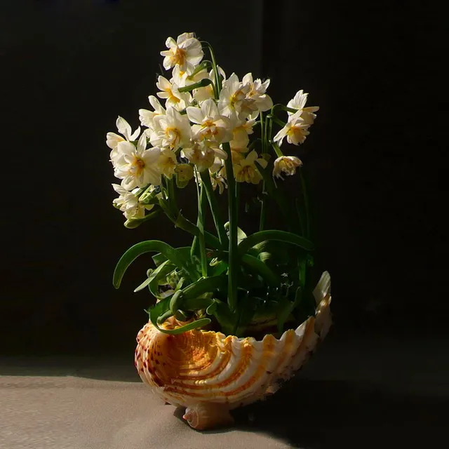 MultiVarieties Daffodil Seeds, 100pcs/pack