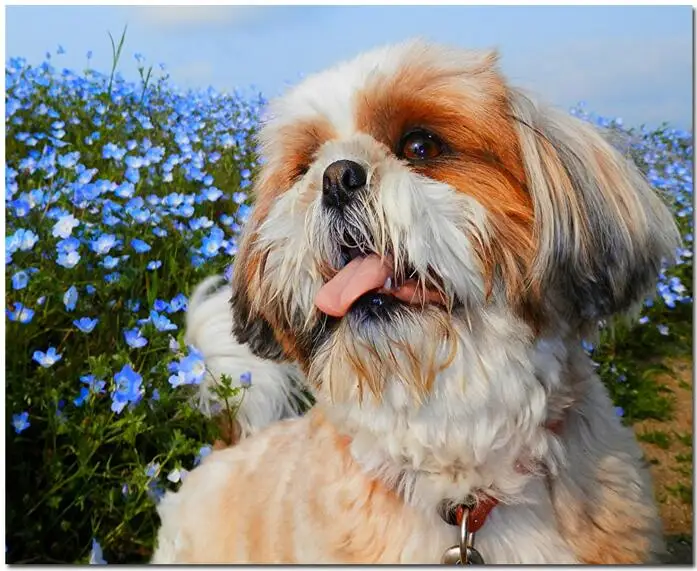 shih tzu 3